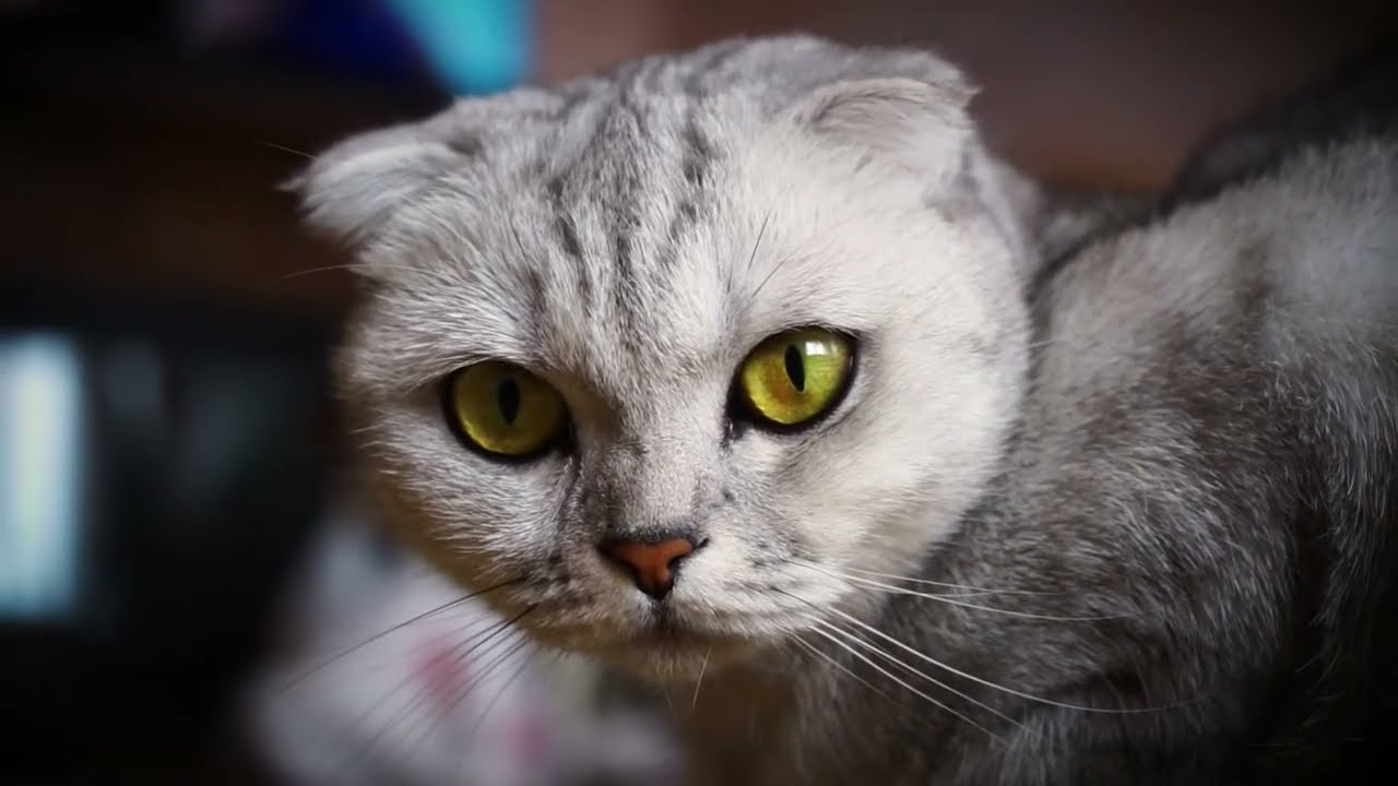 Purrfectly Calming Piano Music For Your Feline Friend