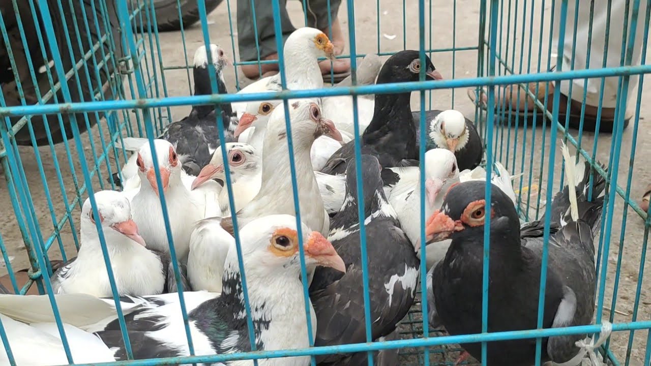 Hyderabadi kabootar welcome chowk kabutar market Delhi pigeon market gole kabutar madrasi kabli 