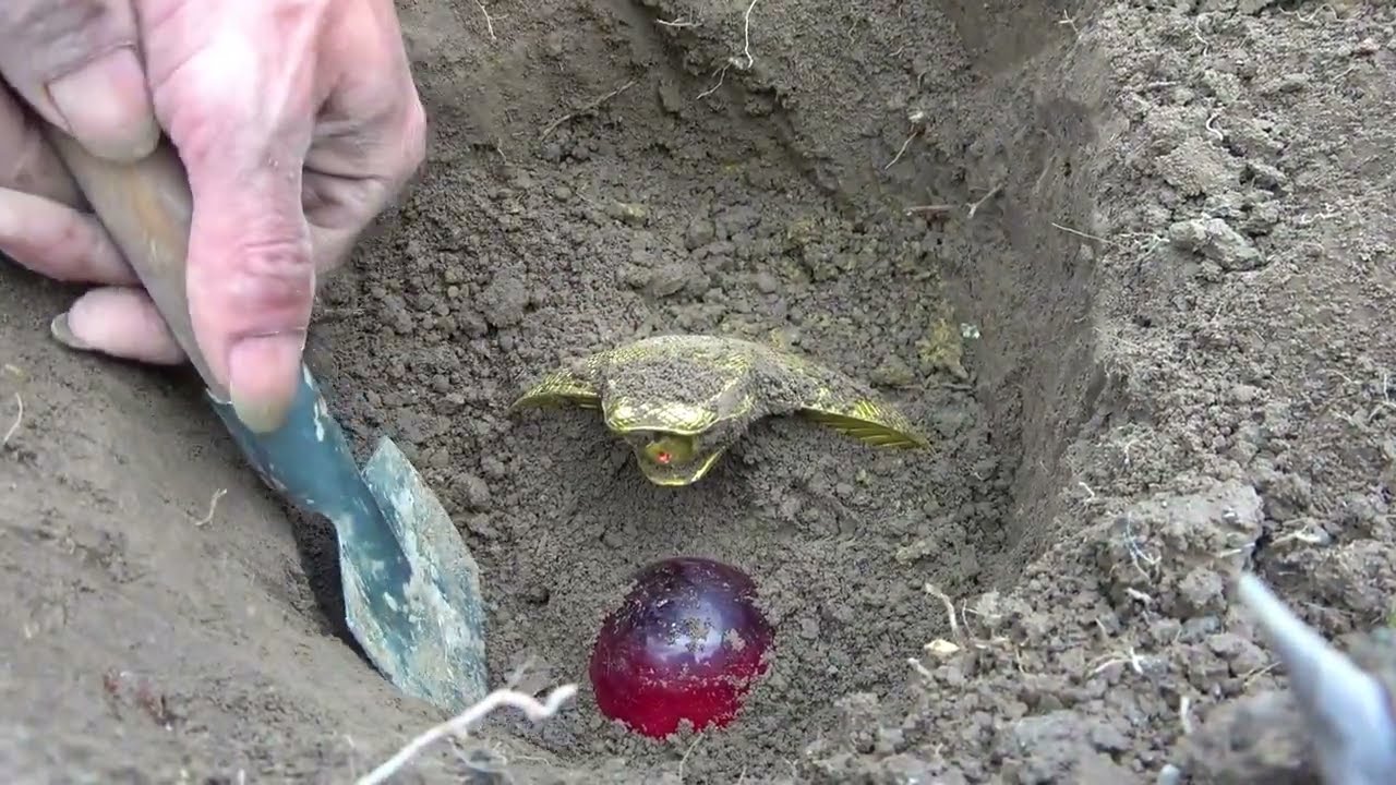 The boy discovered a rare treasure, it was so surprising