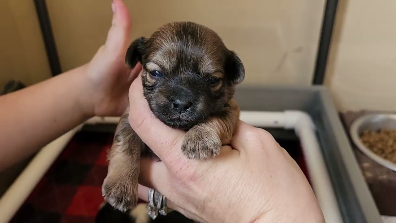 Teddy Bear Shichon puppies - Winery Storm by Yara and Olaf