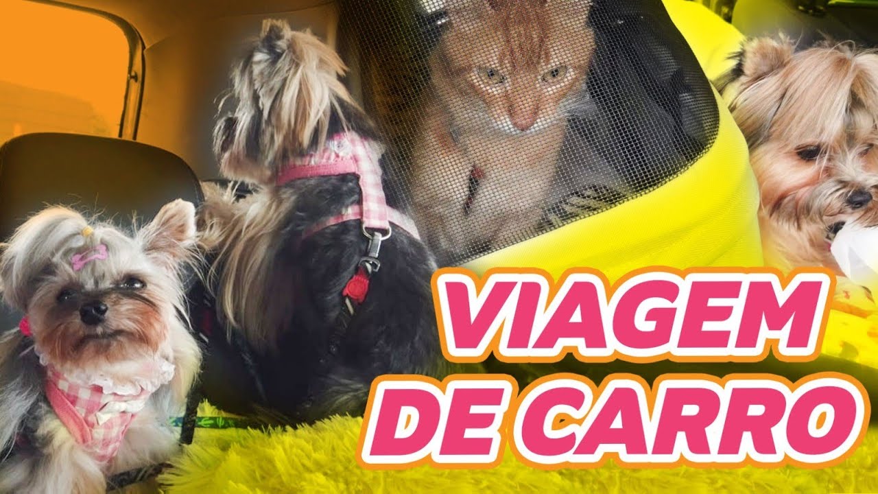 Viagem de carro com os pets! 2 cachorros e 1 gato