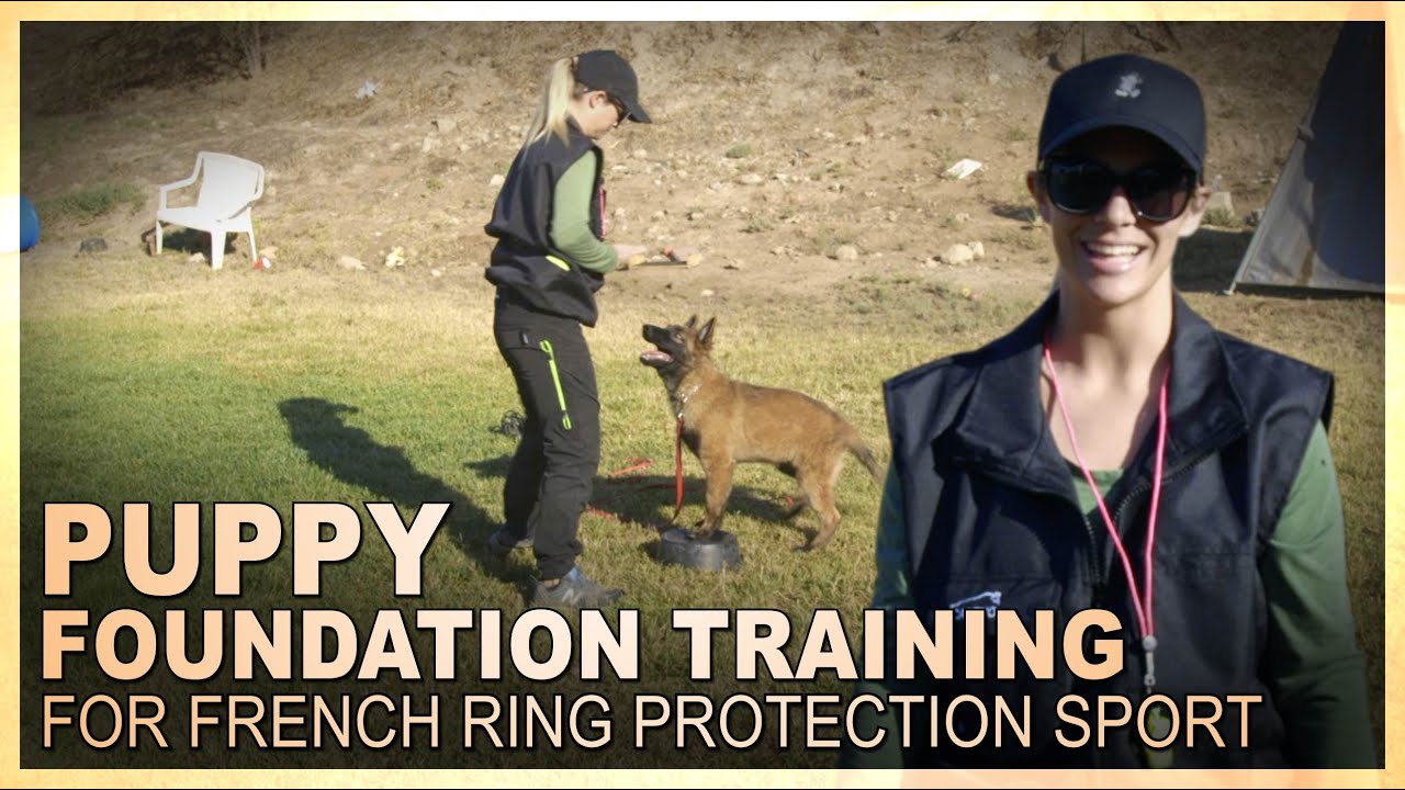 Puppy Foundation Training for French Ring Protection Sport with Bethany Preud'homme