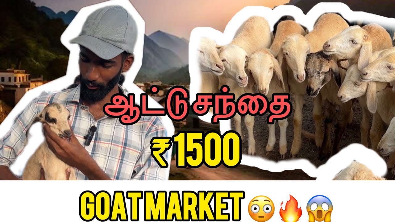 💢 Muthur Attu Santhai 2025😳🐐 ( goat market) முத்தூர் ஆட்டு சந்தை 2025😱⁉️