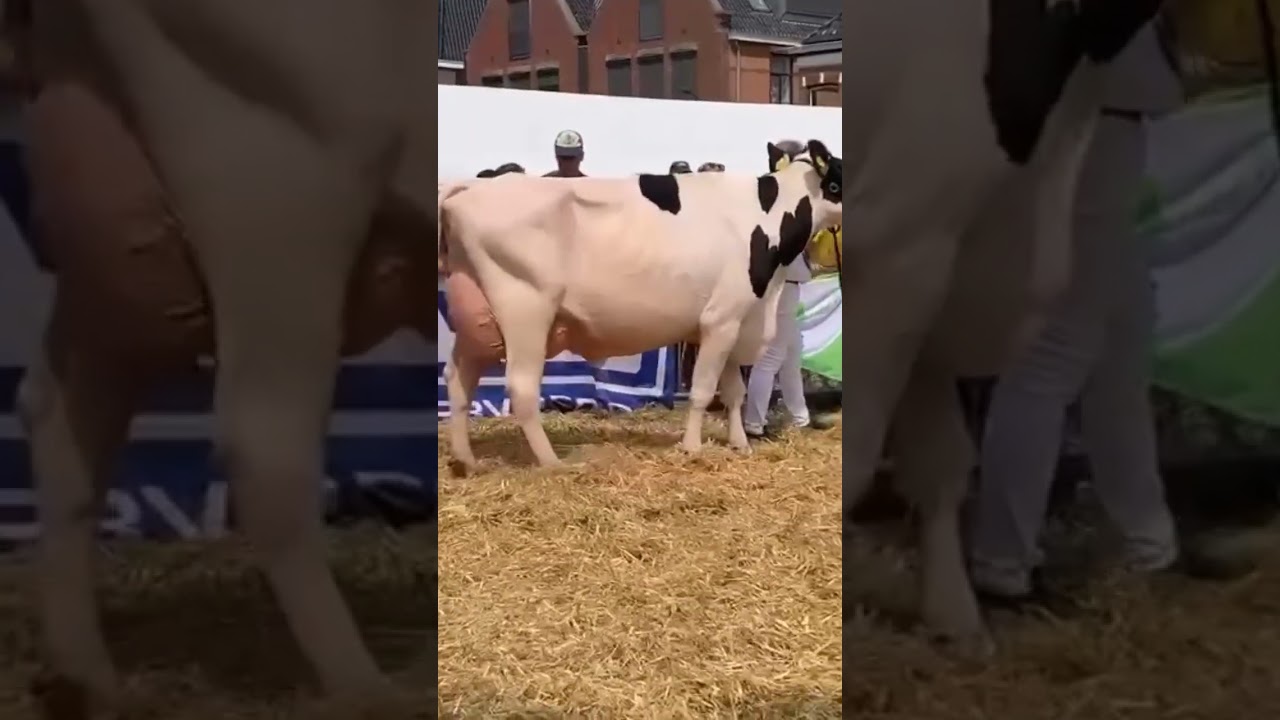 White milk queen 