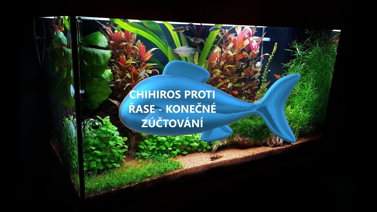 AKVARISTA ZAČÁTEČNÍK 10. - Zhodnocení chihirose proti řasám