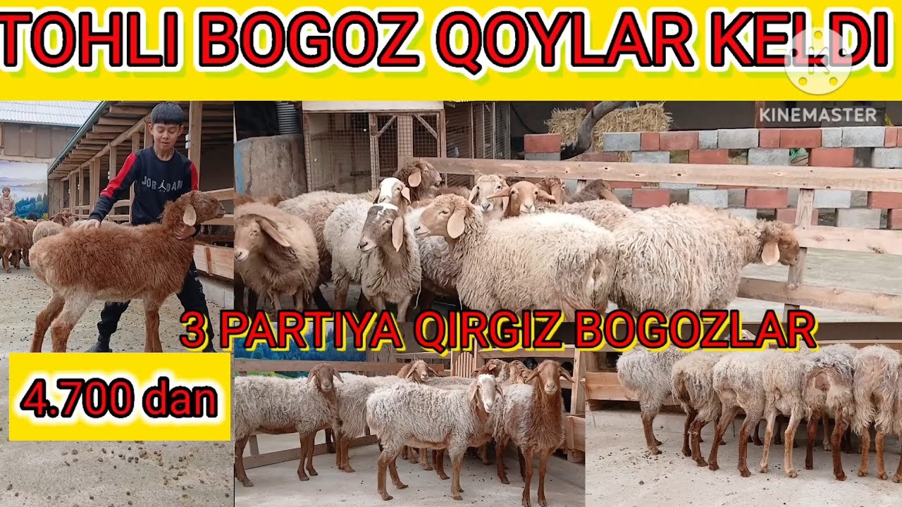 ABDURAHIM TOG'AGA  YANA ARZONLARIDAN KELDI😯😯😲