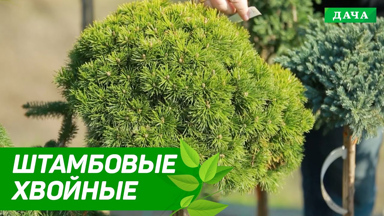 Штамбовые хвойные | Как создавать уникальный ландшафтный дизайн с помощью хвойных деревьев