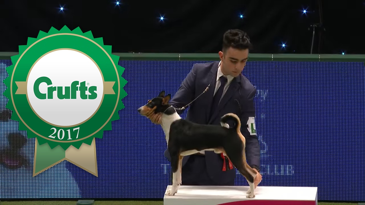 International Junior Handling - Part 2/4 | Crufts 2017