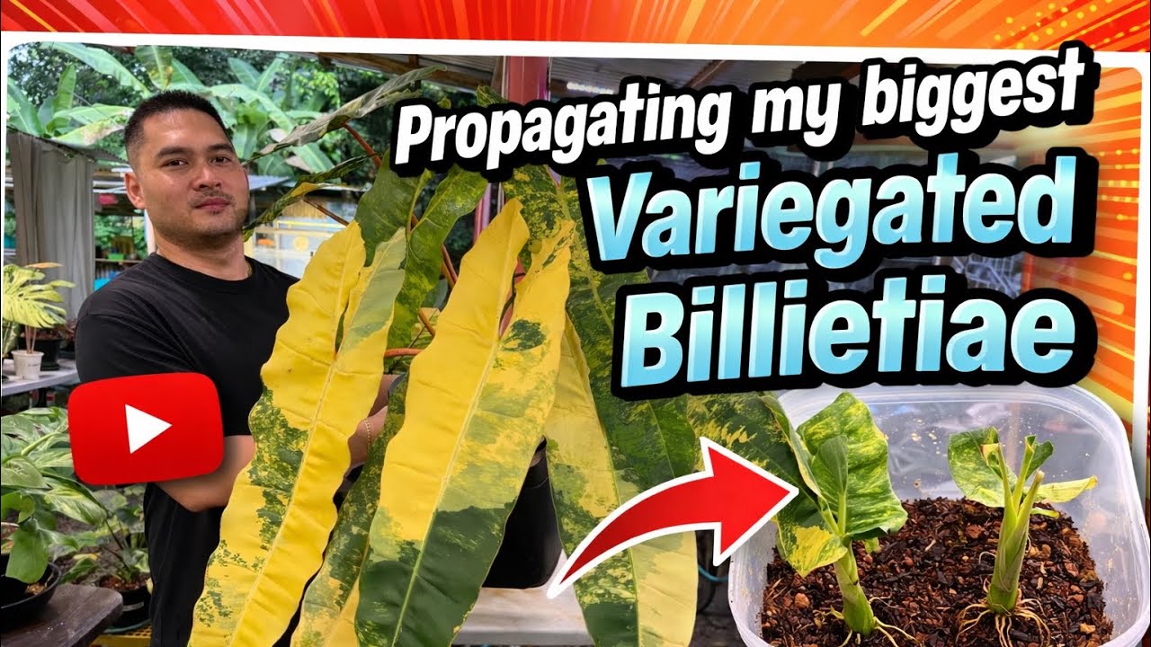 Propagating my Giant Variegated Billietiae (in Filipino)