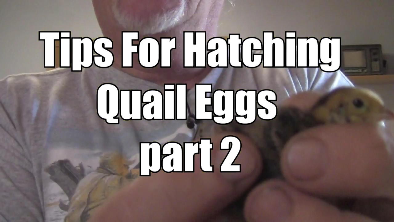 How to hatch quail eggs 