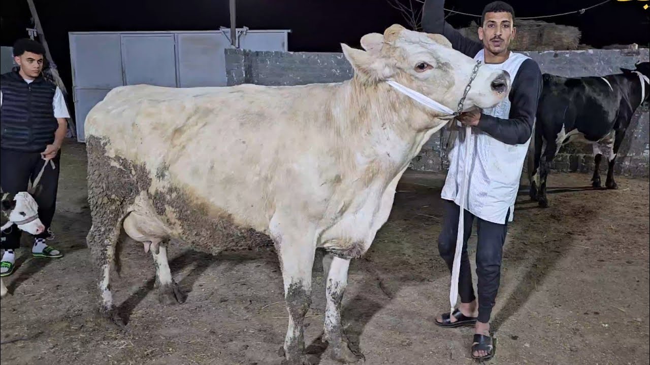 سبحان الخالق سلالات نادره لاول مره عينك هتشوفها من داخل مزرعه المعلم ضياء محمد بقرة بنزينات لبن