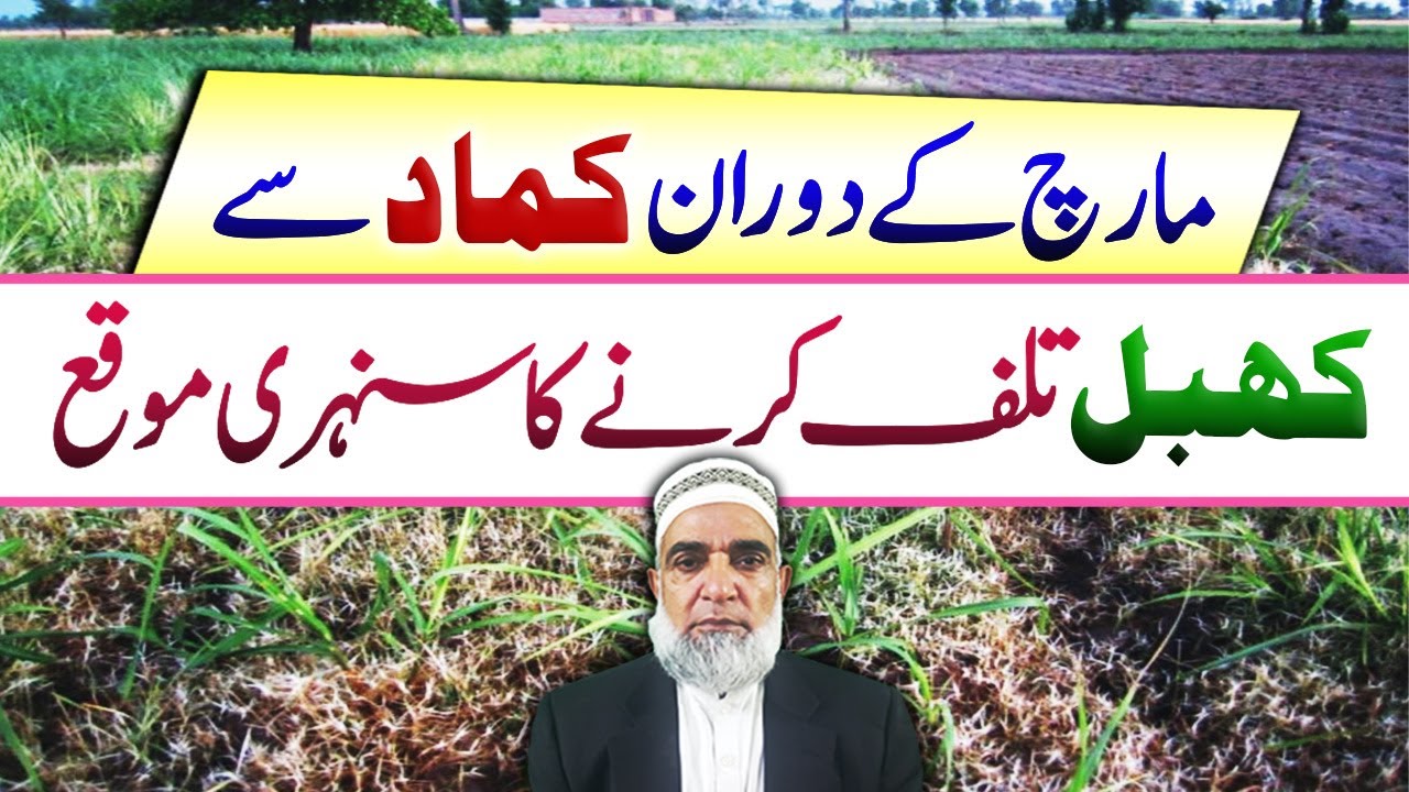 Ideal time to control Bermuda grass (Khabble) in sugarcane || Crop Reformer