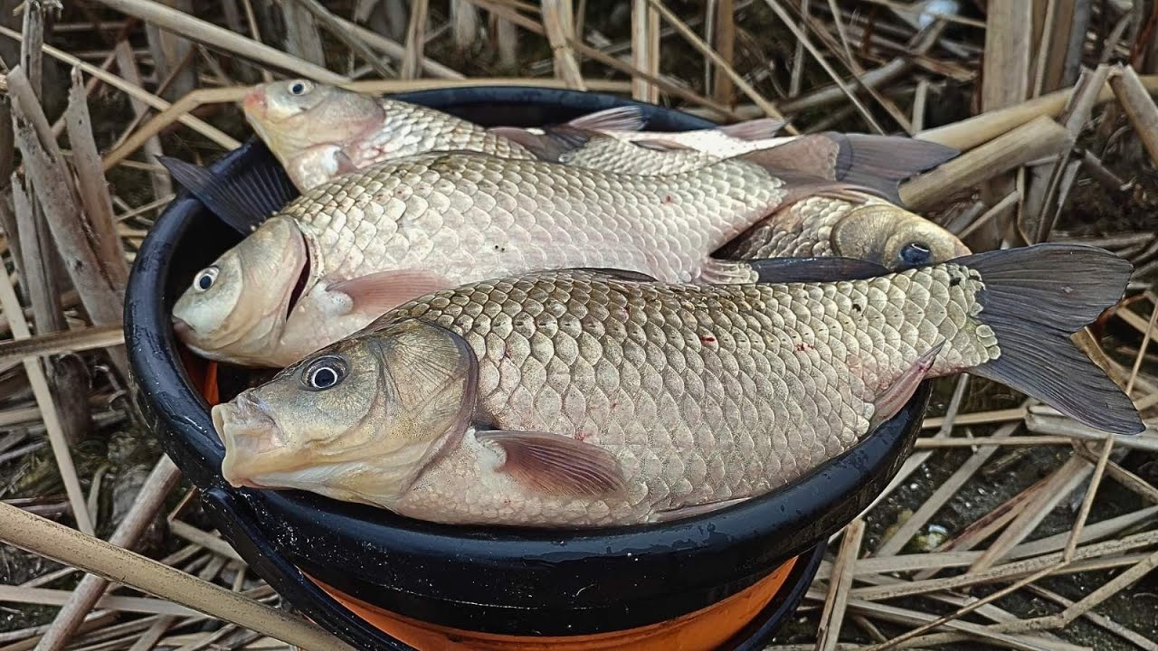 ЦЯ Супер ОСНАСТКА Косить КАРАСЯ Відрами, Ловля карася весною, Рибалка на карася