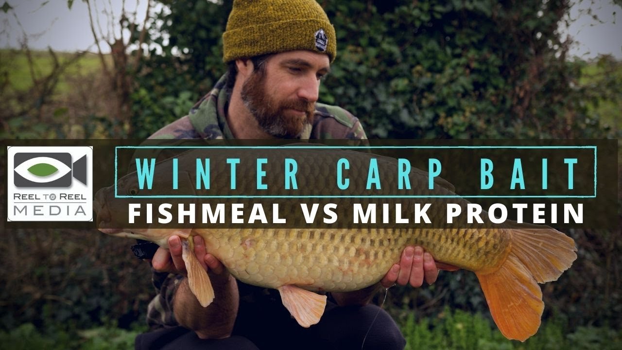 Winter Carp Fishing ~ Best Winter Carp Bait (fishmeals vs milk protein)