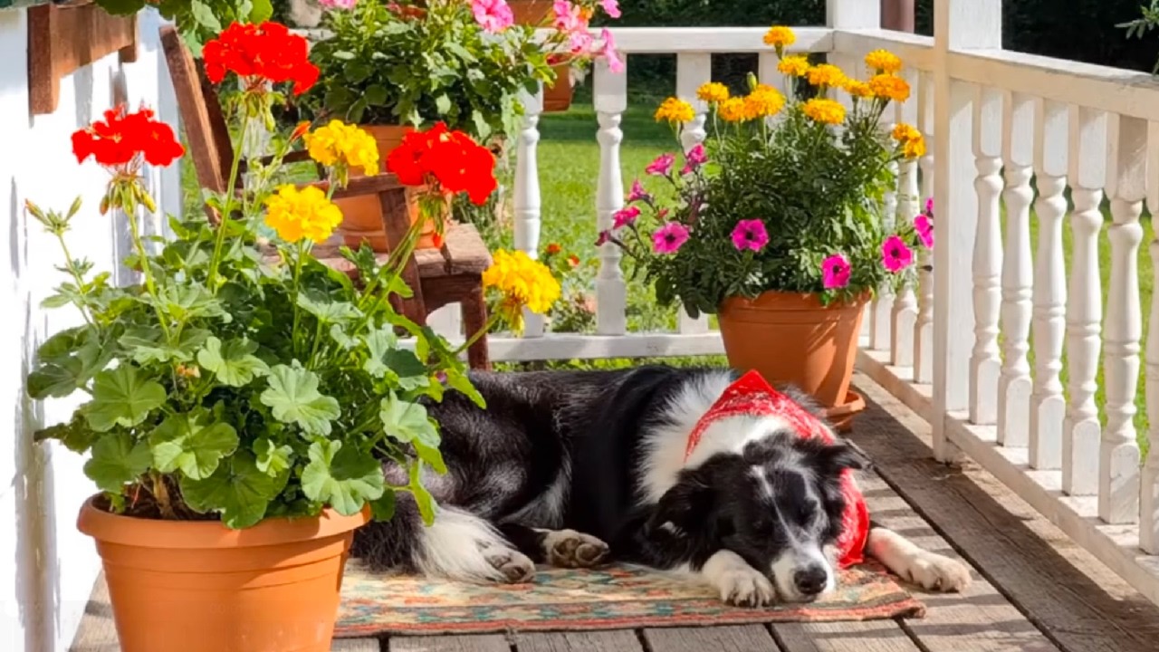 8 ЧАСОВ! Снятие тревожности у собак 🐶 Счастливые щенки и уютная фортепианная музыка на фоне