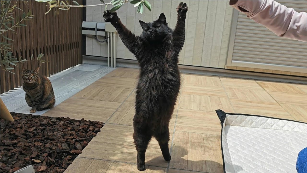 猫がキャティオのオリーブの木を折ってしまいました