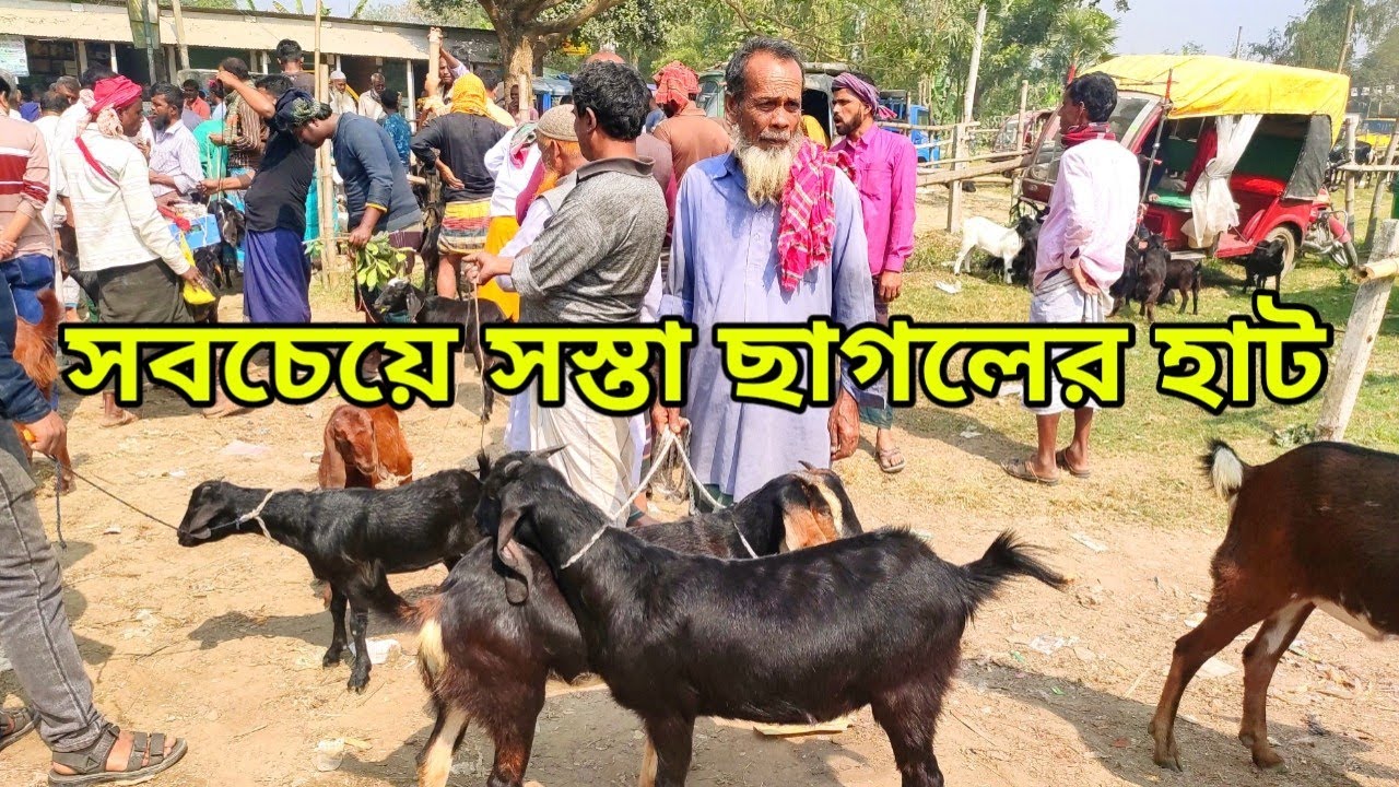 সবচেয়ে সস্তা ছাগলের হাট দেখুন। ঢাকা জেলায়।সাপ্তাহিক হাট সোমবার বসে এই হাট।