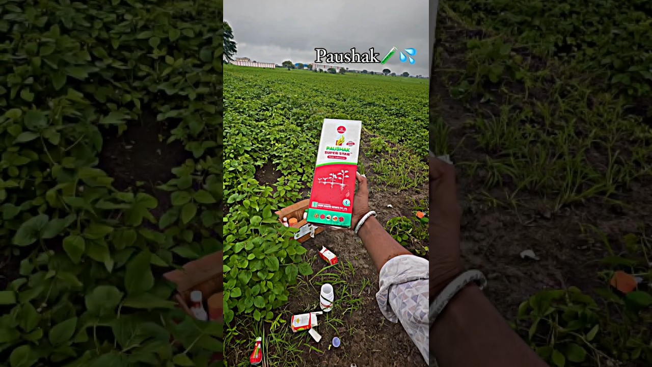 Paushak Supar star ⭐ ✨ short video #agriculturefarming #kheti badi #organicfarmar #agriculture #orga