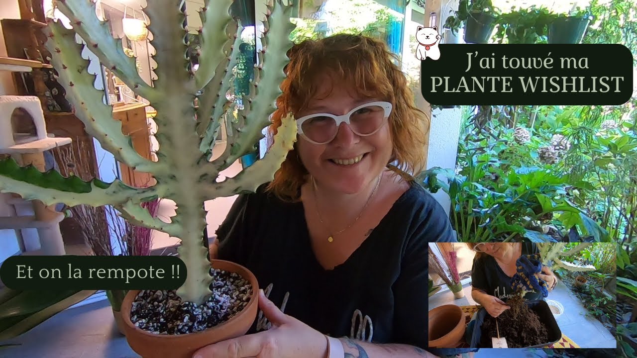 J'ai enfin trouvé ma PLANTE WISHLIST 🌿 JARDINERIE | HAUL PLANTE | REPOTAGE | Euphorbia Lactea