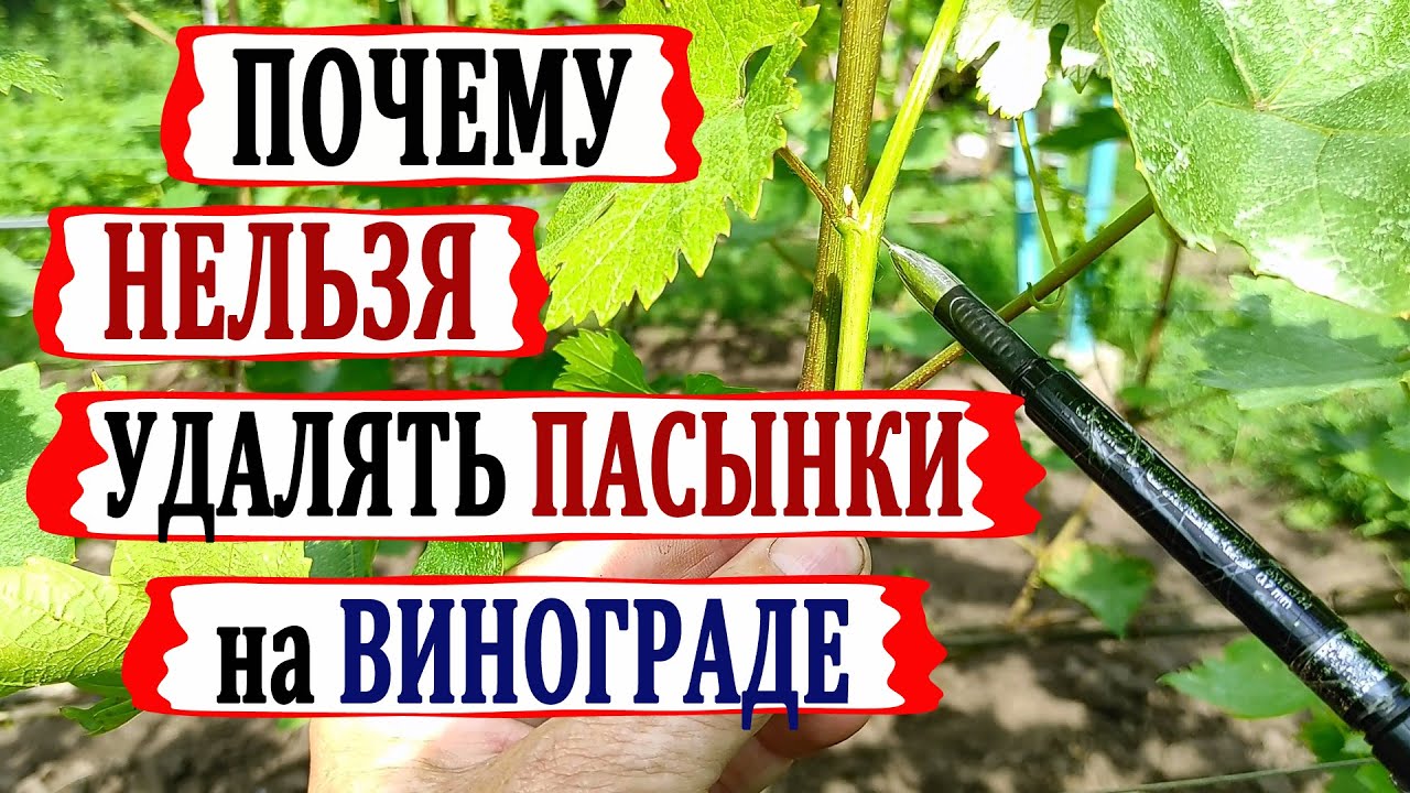 🍇 Пасынки винограда УДАЛЯТЬ или НЕТ?  Как правильно и без ОШИБОК пасынковать виноград?