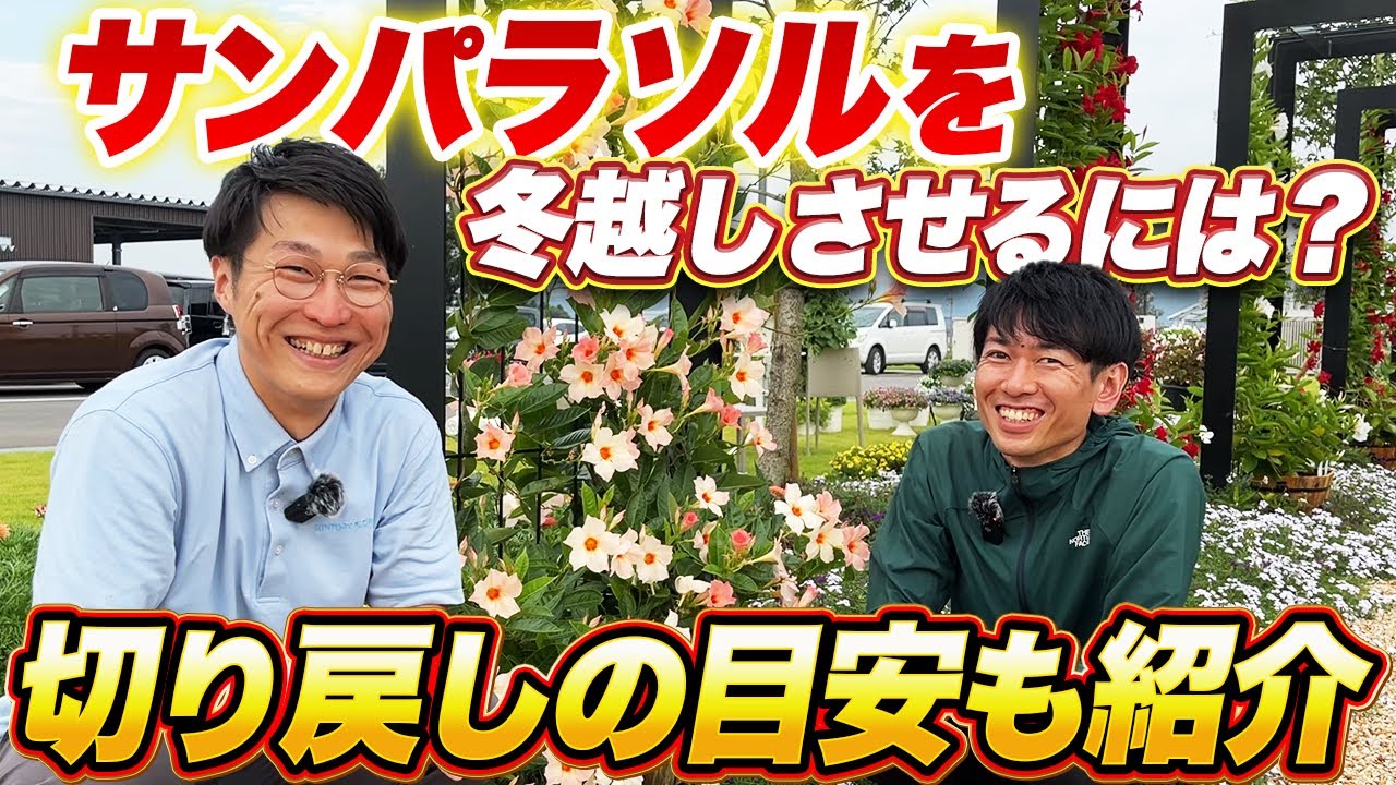 【サンパラソル】冬越しのポイントご紹介！