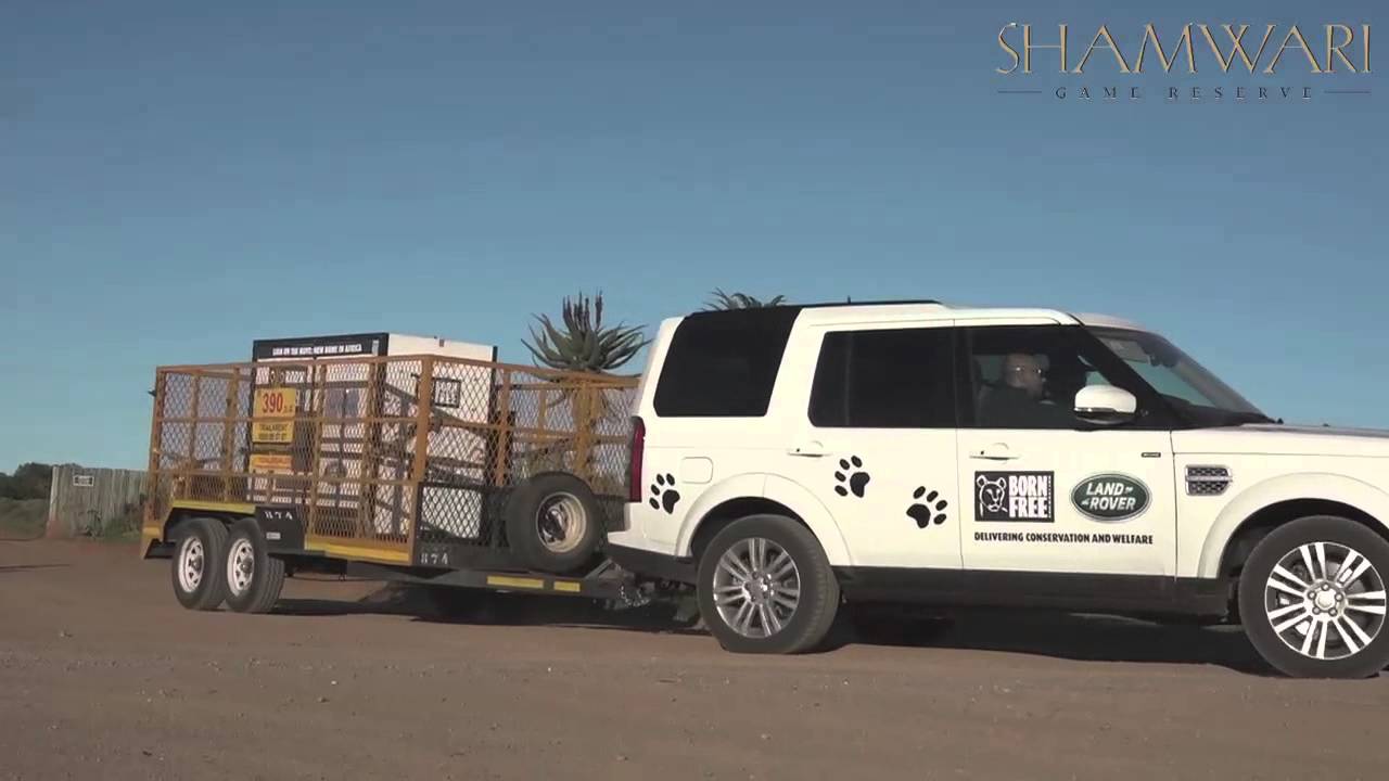 Rescued Circus Lions Get New Home at Shamwari Game Reserve.