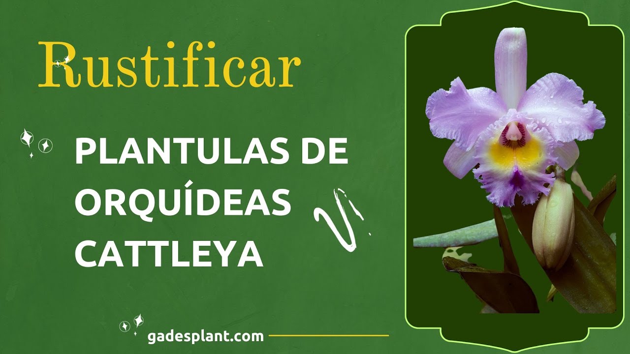 TRASPLANTE RUSTICO CATTLEYA
