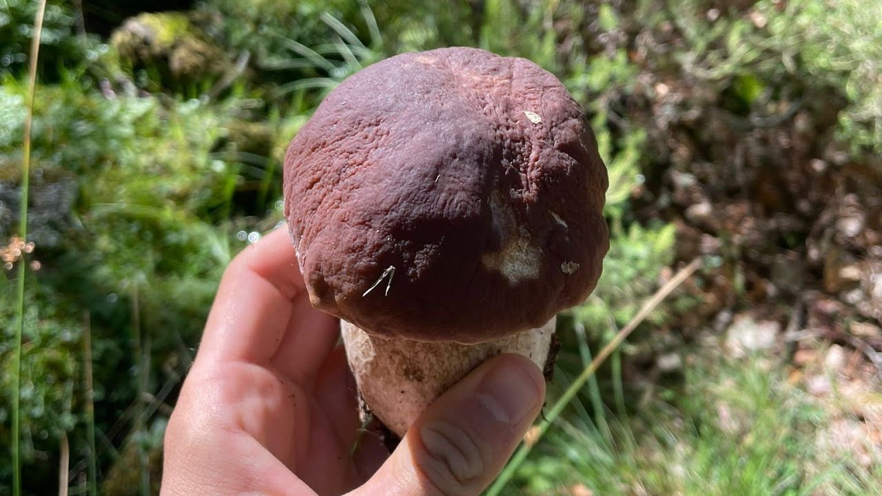 BOLETUS de CALIDAD. SETAS en OTO&Ntilde;O de 2023