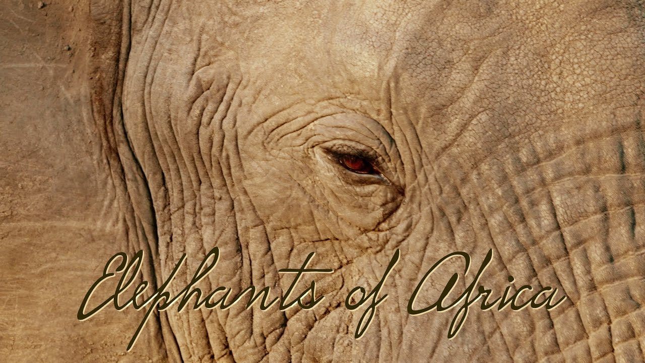Elephants of Africa | Half an hour of wild elephants | 4K Cinematic