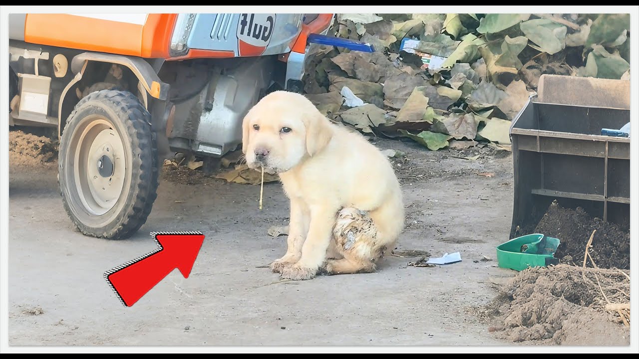 Vets Said He Had 0% Chance. They Were Wrong. 😮#rescueefforts #rescue #dog #animalrescue