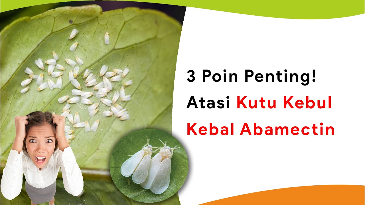 3 Poin Penting! Mengatasi Hama Kutu Kebul Resisten Abamektin