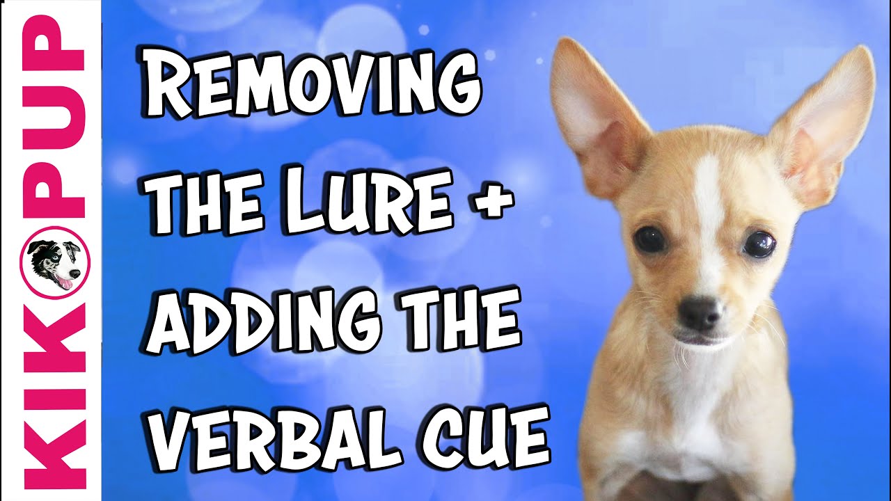 DEMO of removing a LURE and adding a VERBAL CUE