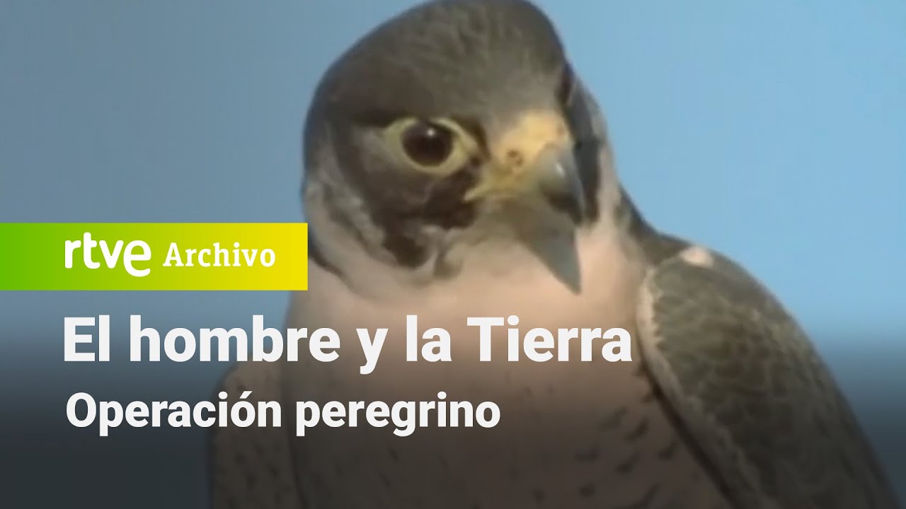 El hombre y la tierra: Capítulo 117 - Operación peregrino | RTVE Archivo
