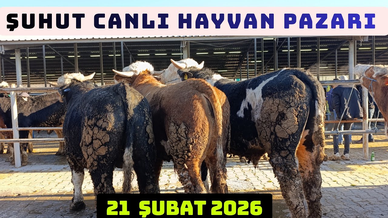 AFYON ŞUHUT CANLI HAYVAN PAZARI 21 ŞUBAT 2026 YENİ GÜNCEL FİYATLAR