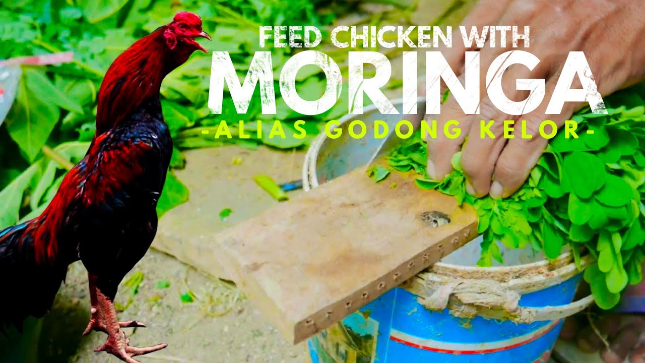 what to feed chickens with MORINGA alias godong kelor