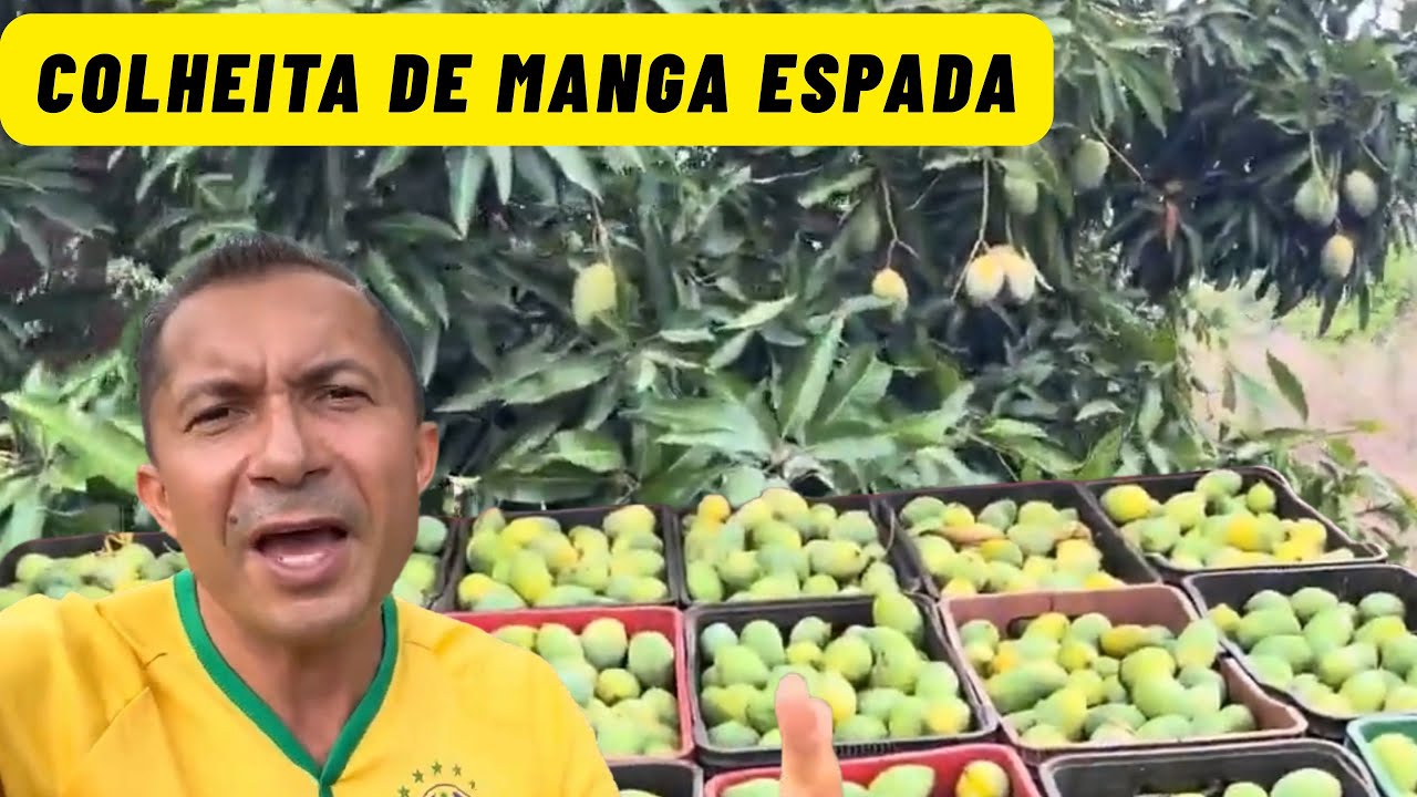 Colheita de manga 🥭 #zeaventuras #nordeste #frutas