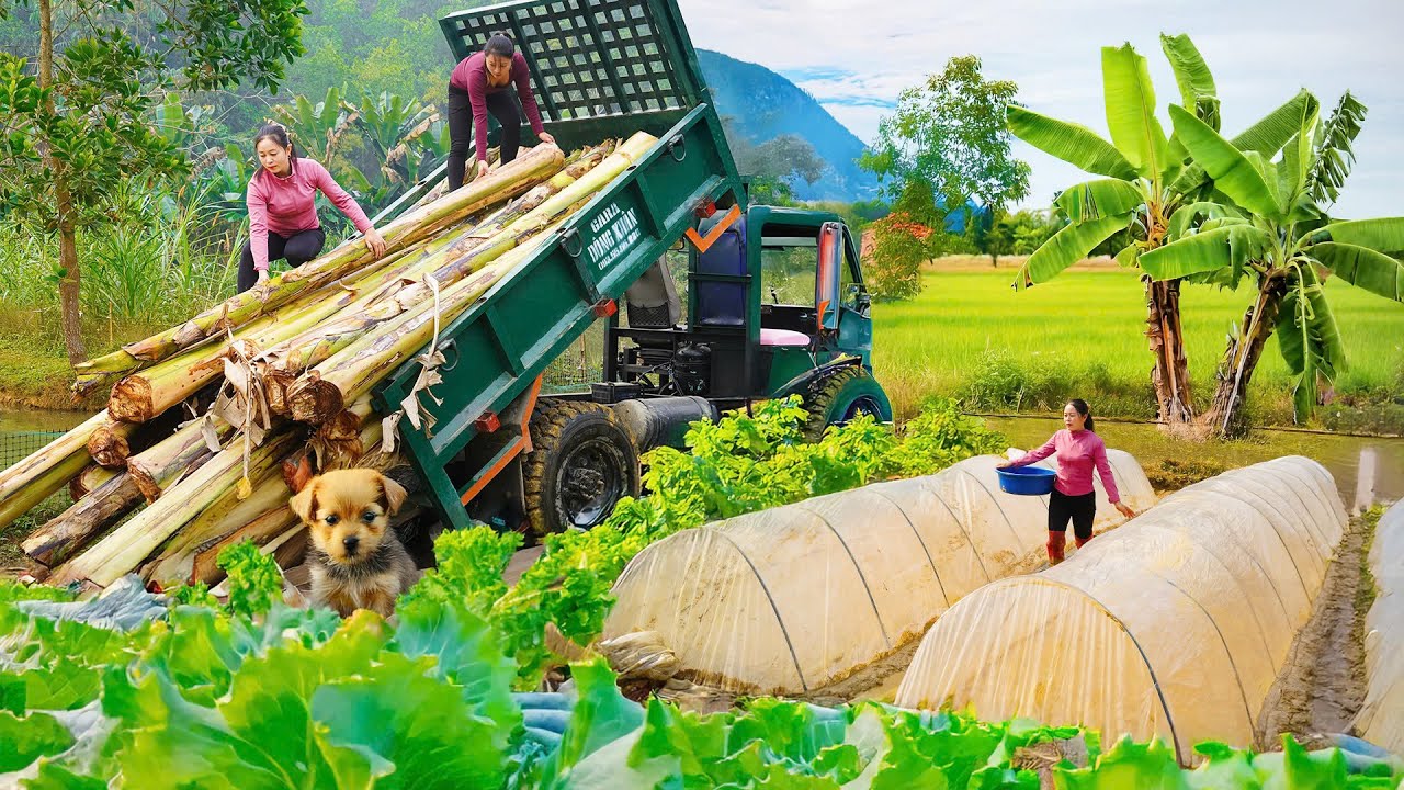 Use Truck To Transport Bananas for Thanh Hien Farm - Sow Seeds for New Rice Crop | Đào Daily Farm