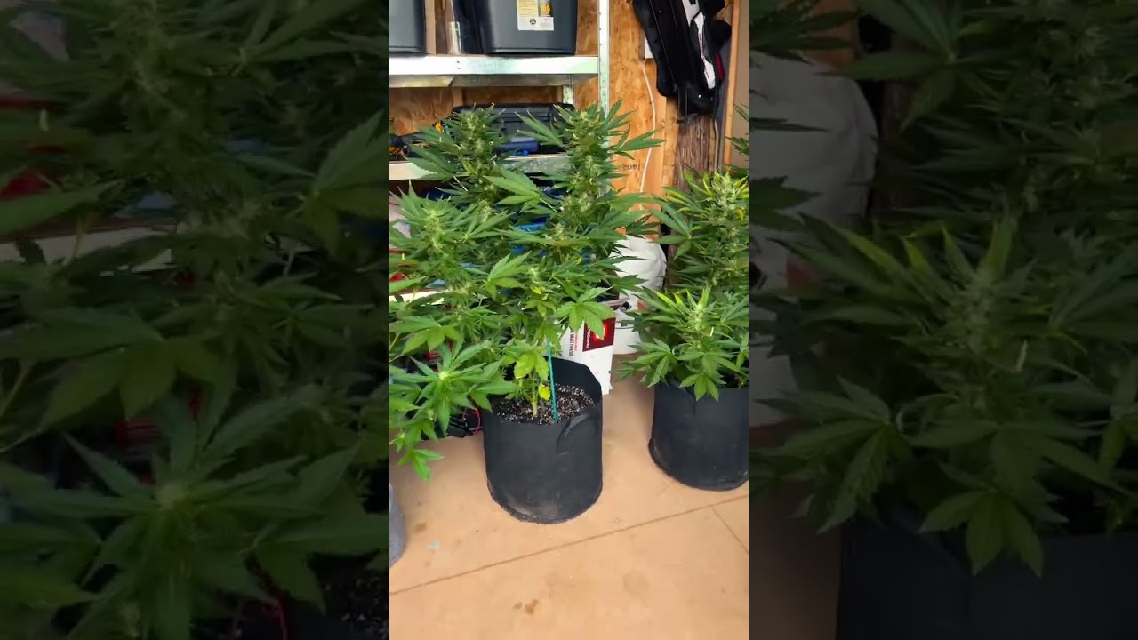 Outdoor autoflowers hiding from the rain #autoflower #outdoorgrow #marijuanagrowers #grow