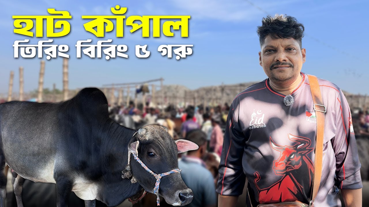 রাজশাহী সিটি হাটে আগুন! 😱 আকরাম ভাইয়ের গরু কেনা LIVE | Real Cow Buying Bangladesh 2025