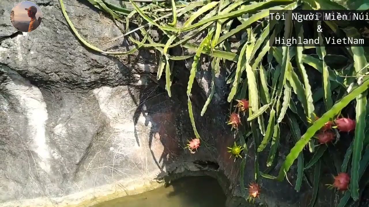 Dragon Fruit Visit On Rocky Mountain - Thăm Quan Thanh Long Tr&ecirc;n N&uacute;i Đ&aacute;