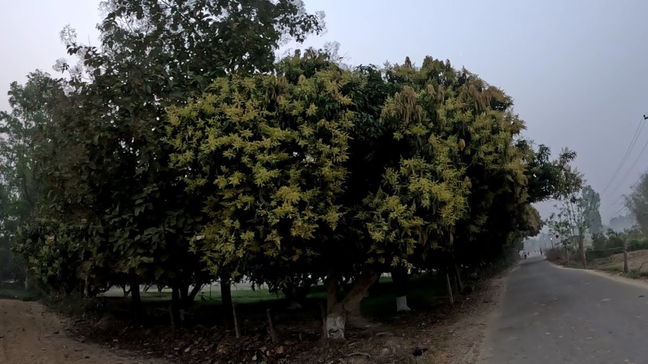 हुलकी राजमार्ग जनकपुर धाम देखि मेची 