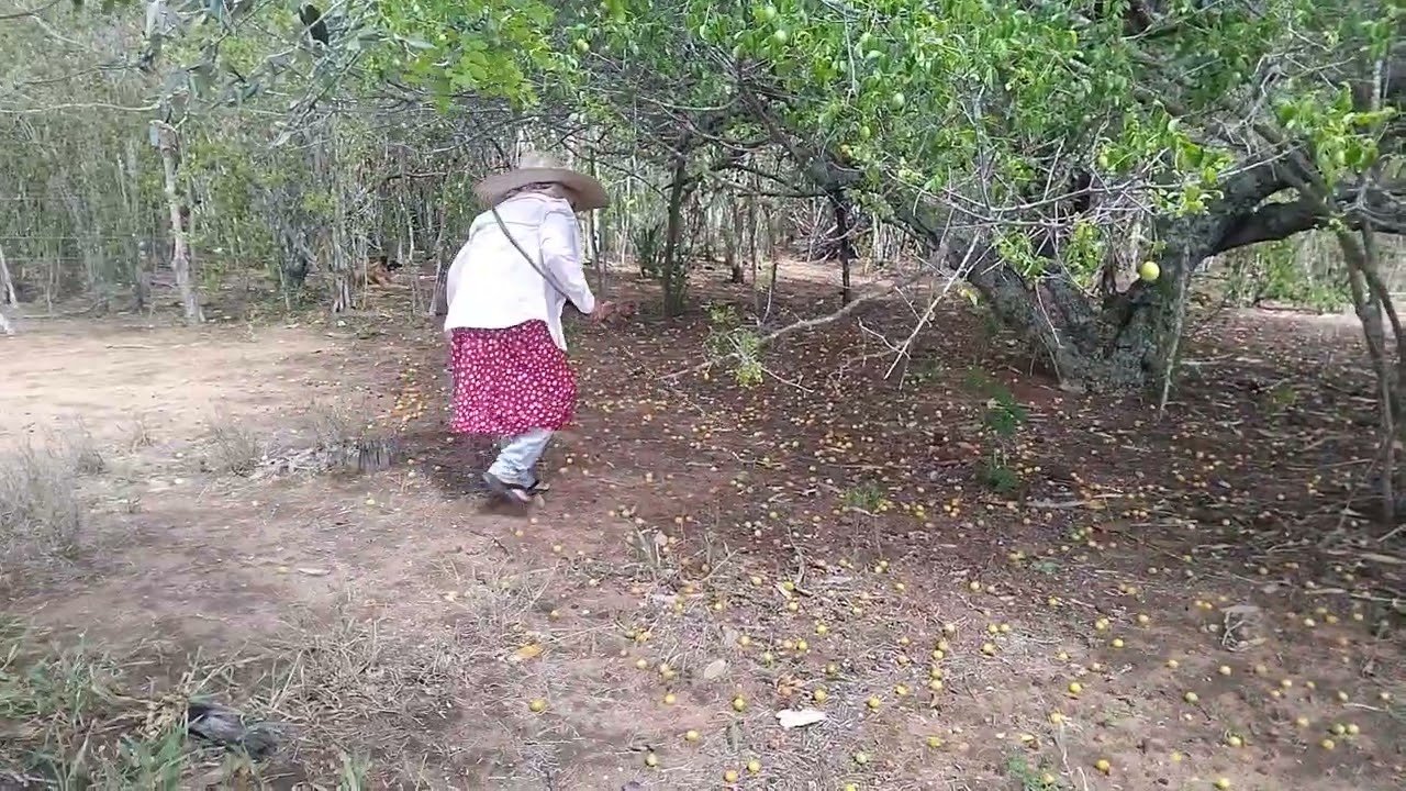 CATANDO UMBÚ#vidanaroça #roça #sitio 