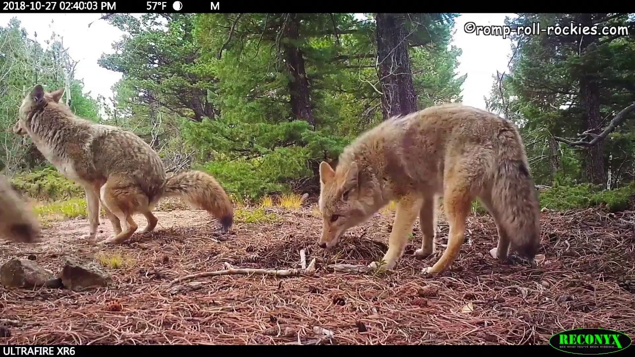 Elk, bobcat, coyotes react to mountain lion scent marking (Oct-Nov, 2018)