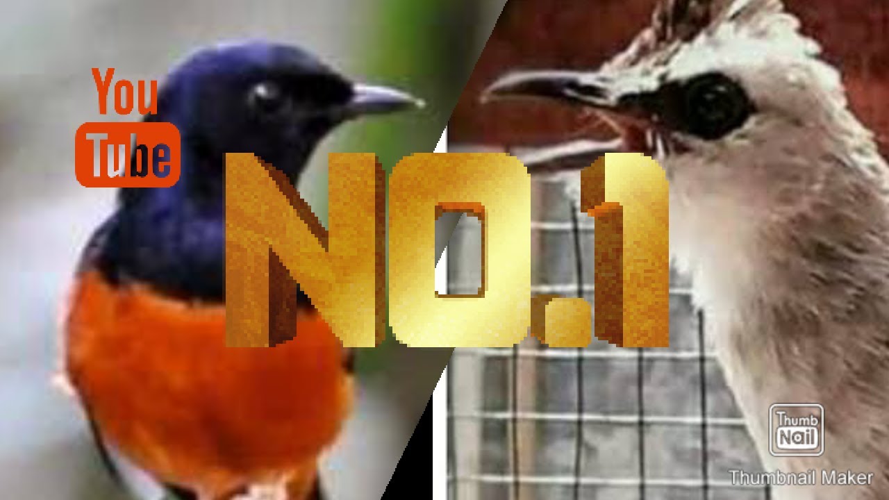 masteran Burung trucukan variasi murai batu