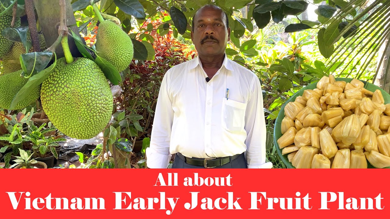 All about Vietnam Early Jackfruit II வியட்நாம் Early பலாப்பழம் பற்றிய ஒரு விளக்கம்
