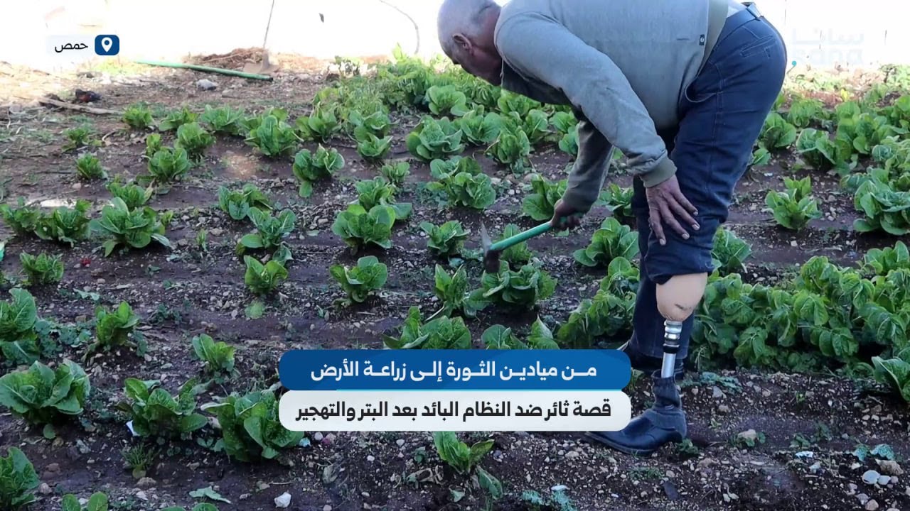 ثائر من مدينة الرستن يتحدى الإصابة ويعود إلى أرضه بعد سنوات من التهجير بإرادة لا تنكسر