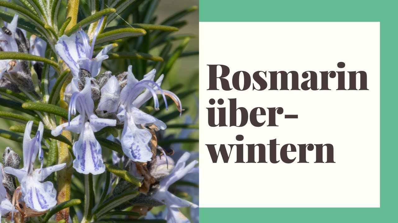 Rosmarin überwintern - So funktioniert die Rosmarin Pflege im Winter richtig!