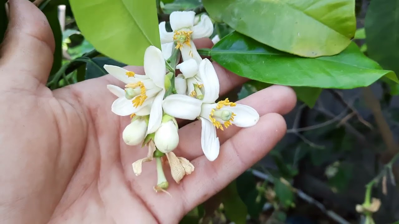 How do I save my dying citrus?