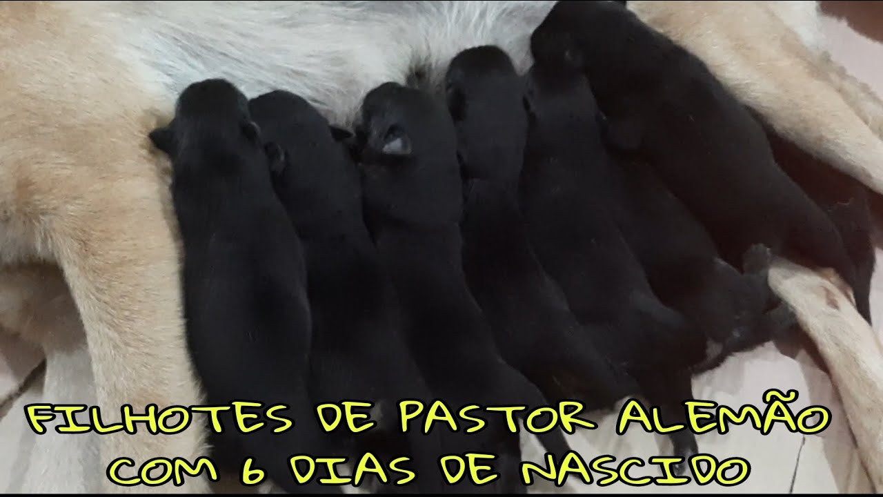 FILHOTES DO THOR E DA SAFIRA PASTOR ALEMÃO COM 6 DIAS DE NASCIDO