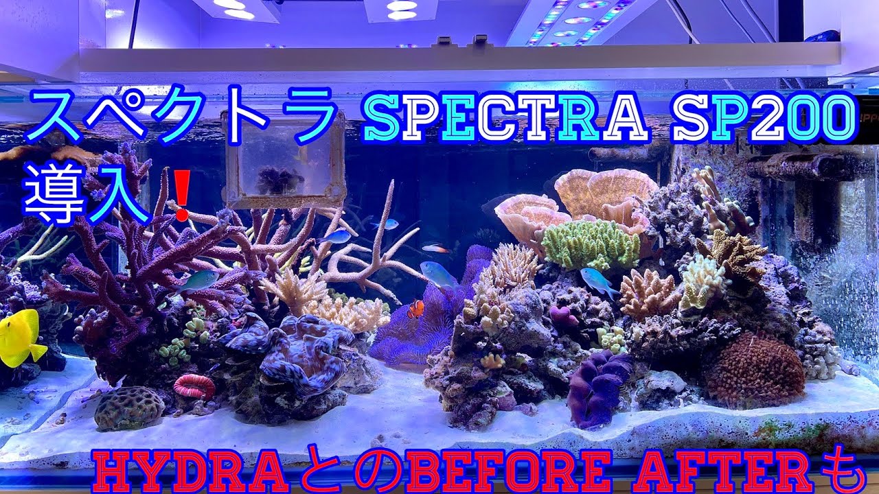 水槽照明変更❗ハイドラ→スペクトラ SPECTRA SP200❗開封〜設置、調整、レビュー〜